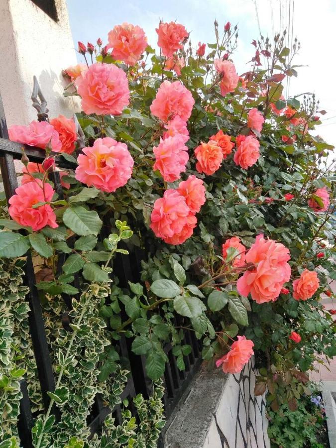 Family Hotel Dalia Velingrad Luaran gambar